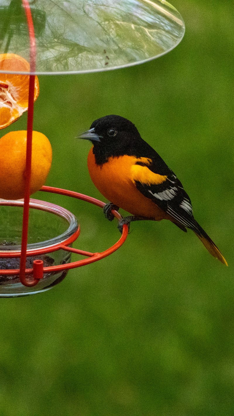 Chirp photo
