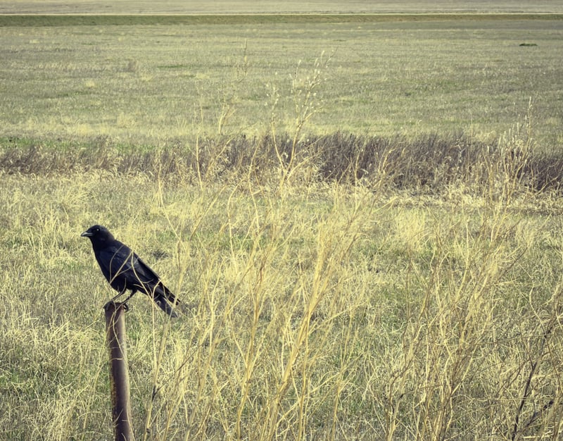 Chirp photo