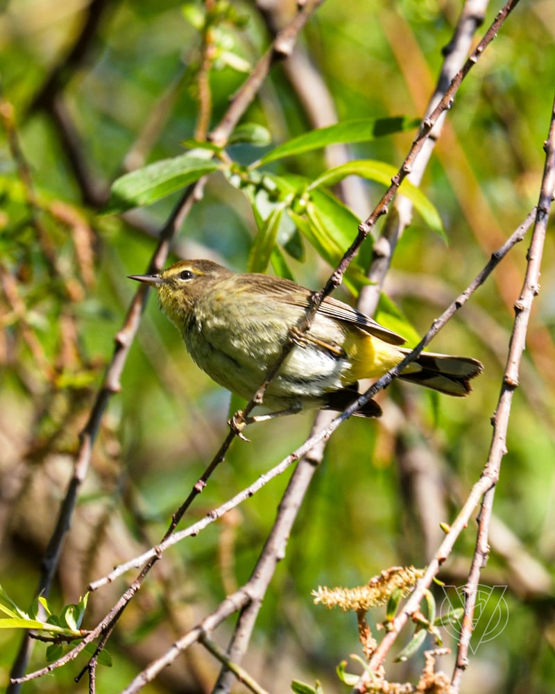 Chirp photo