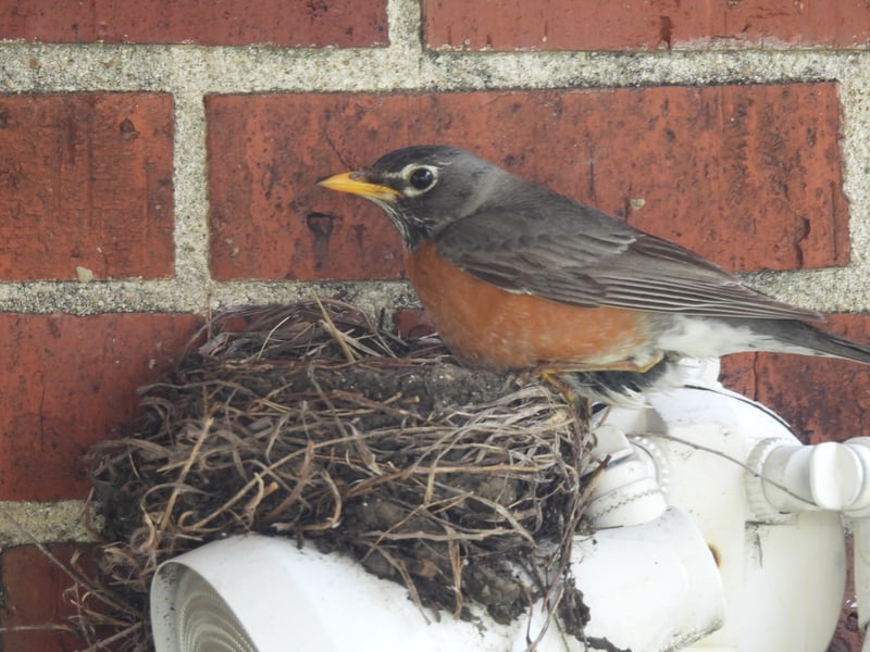 American Robin