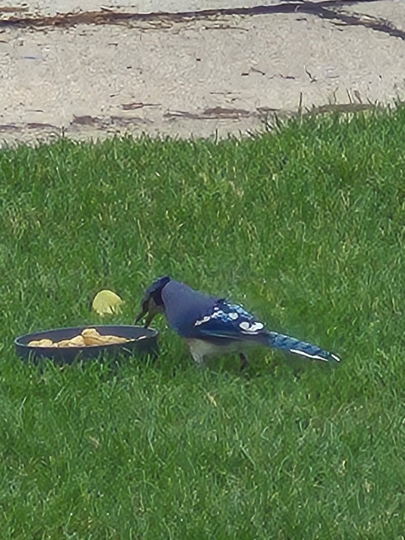Chirp photo