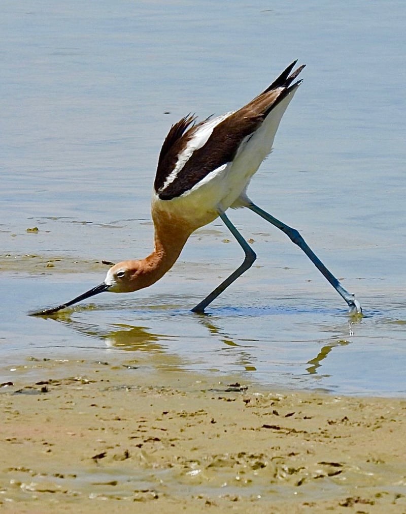 Chirp photo