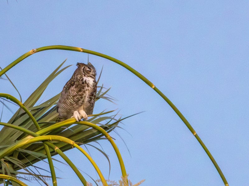 Chirp photo