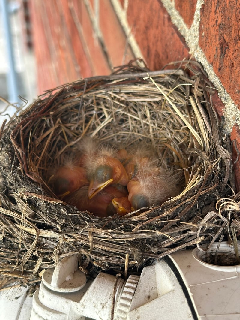 Chirp photo
