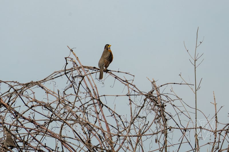 Chirp photo