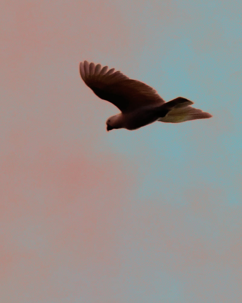 Chirp photo