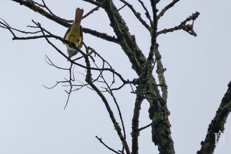 Chirp photo