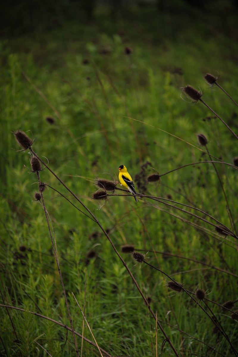 Chirp photo