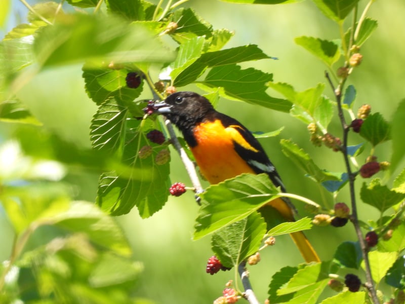 Chirp photo