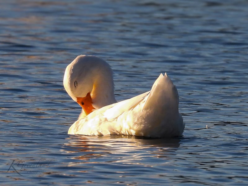 Chirp photo