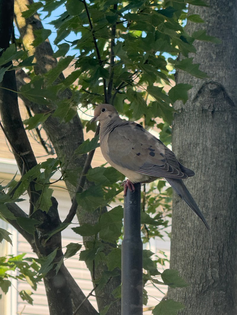 Chirp photo