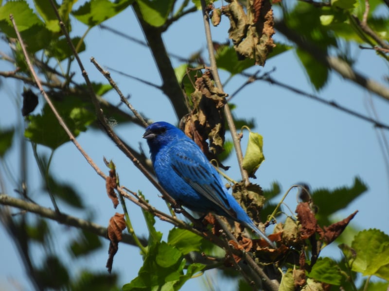 Chirp photo