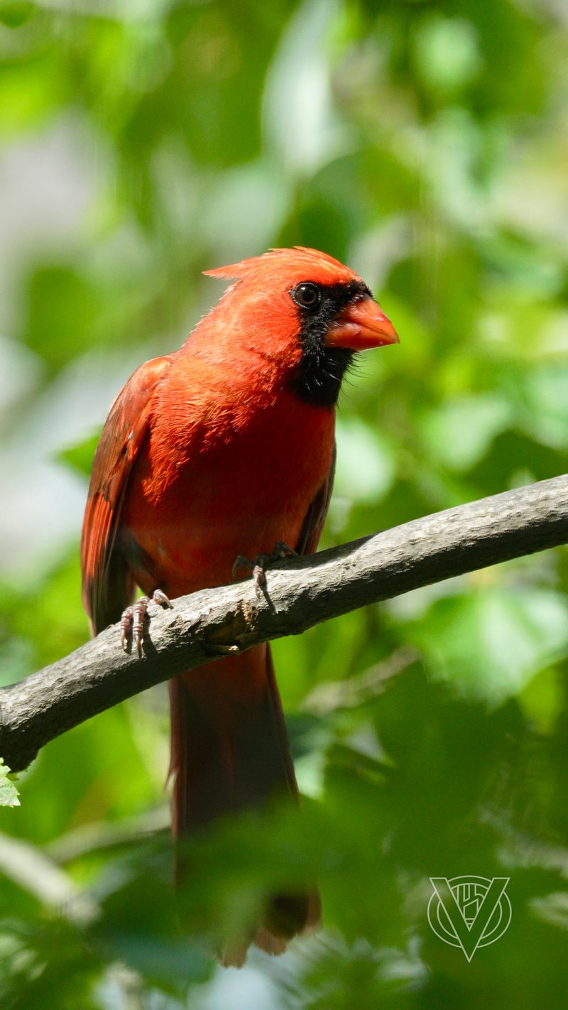 Chirp photo