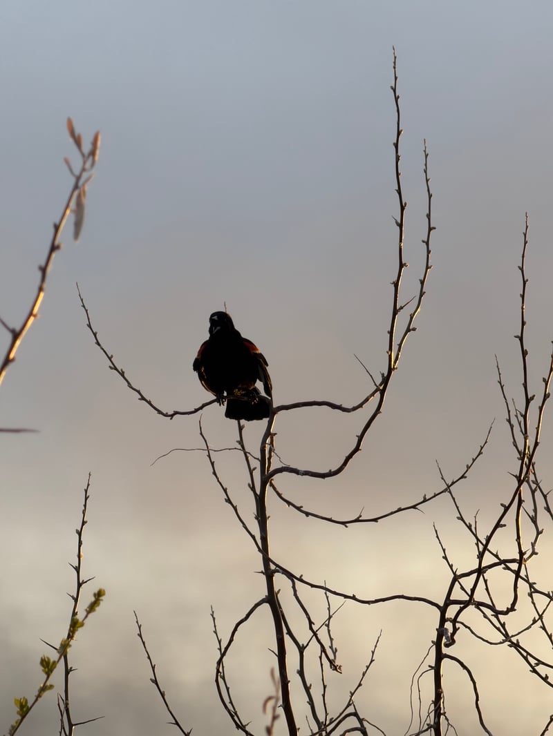 Chirp photo