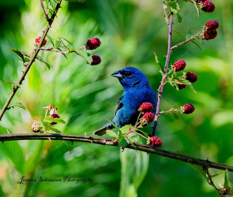 Chirp photo