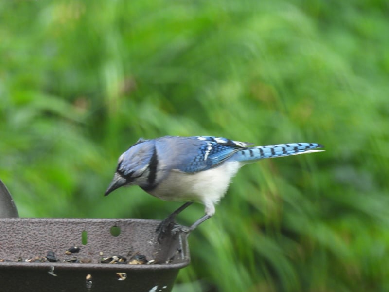 Chirp photo
