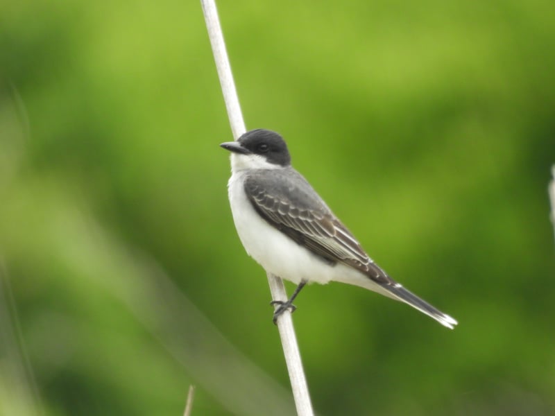 Chirp photo