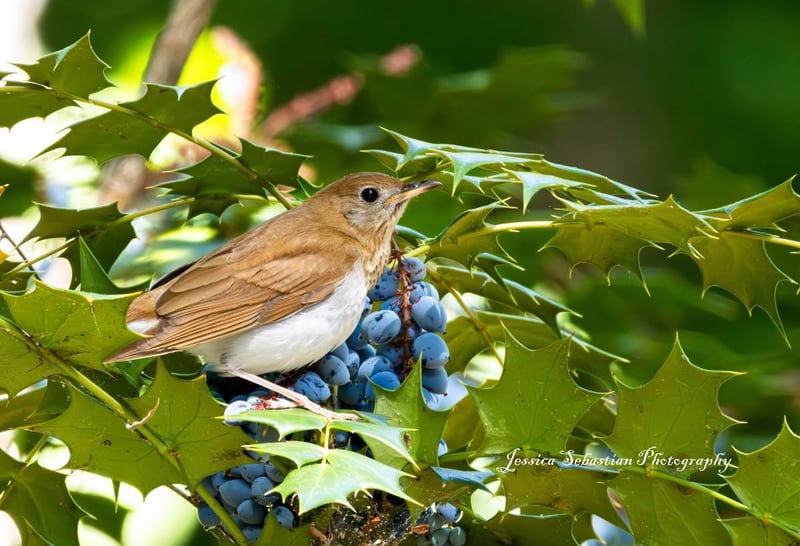 Veery