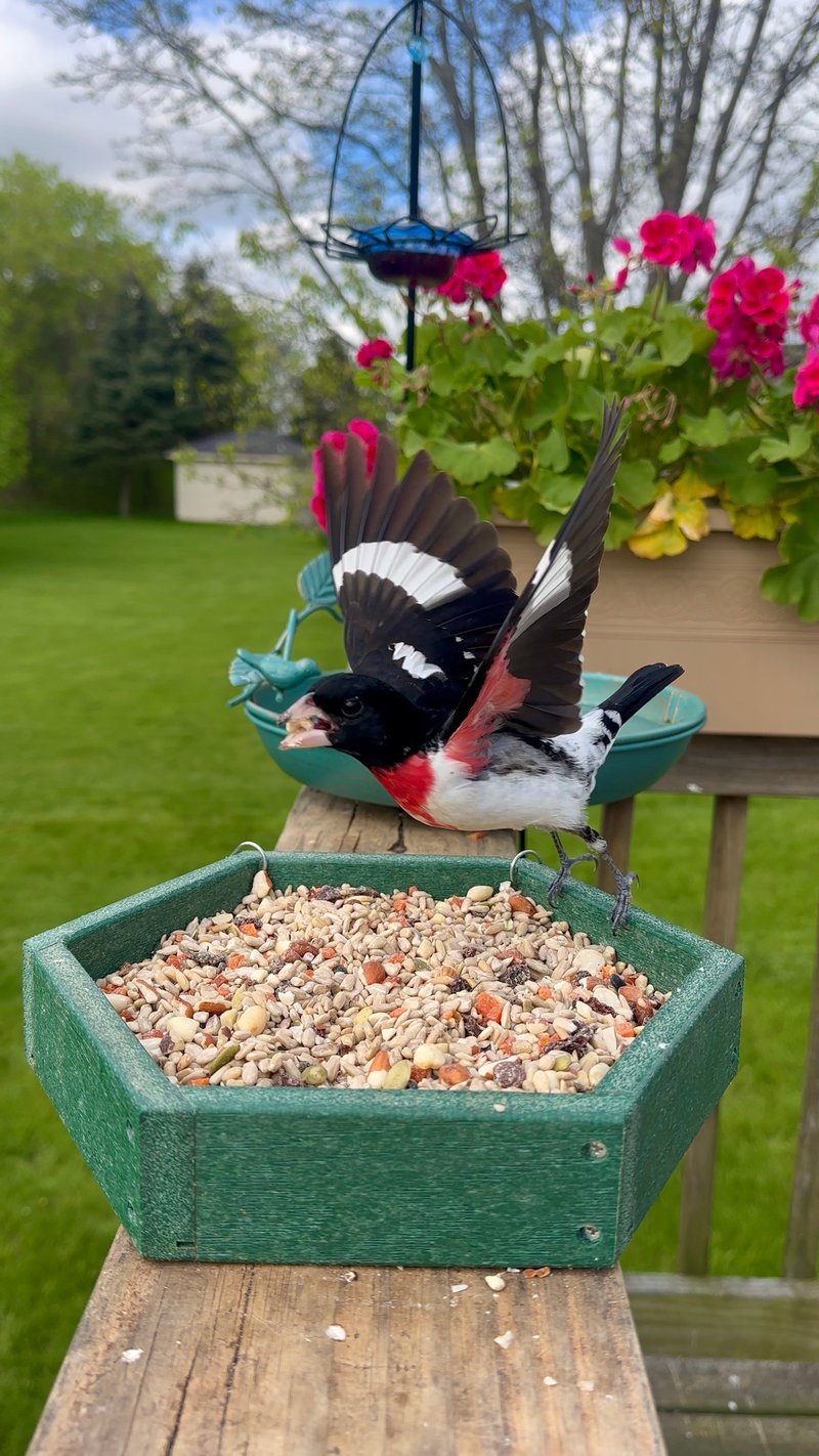 Chirp photo