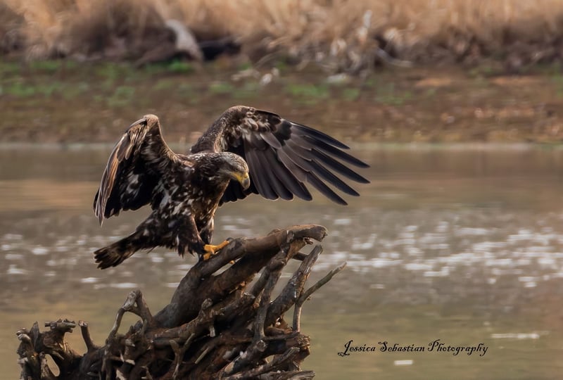 Chirp photo