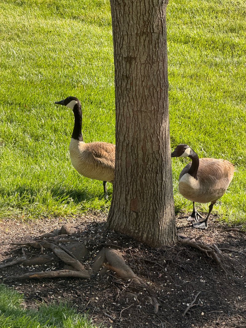 Chirp photo