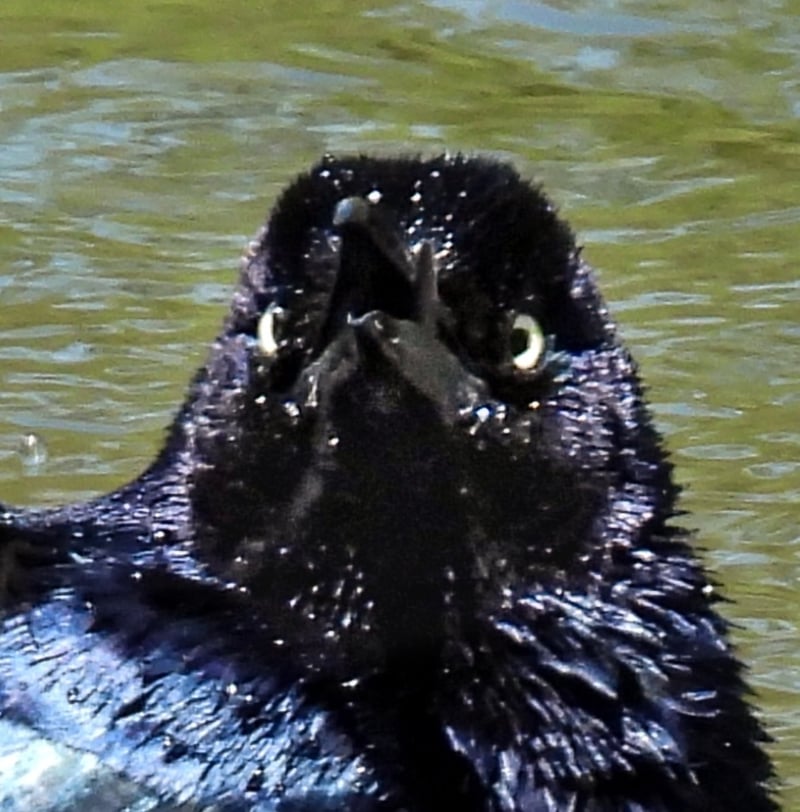 Chirp photo