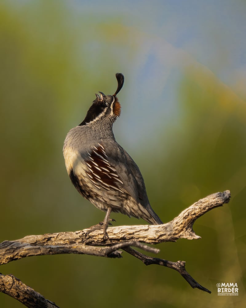 Chirp photo