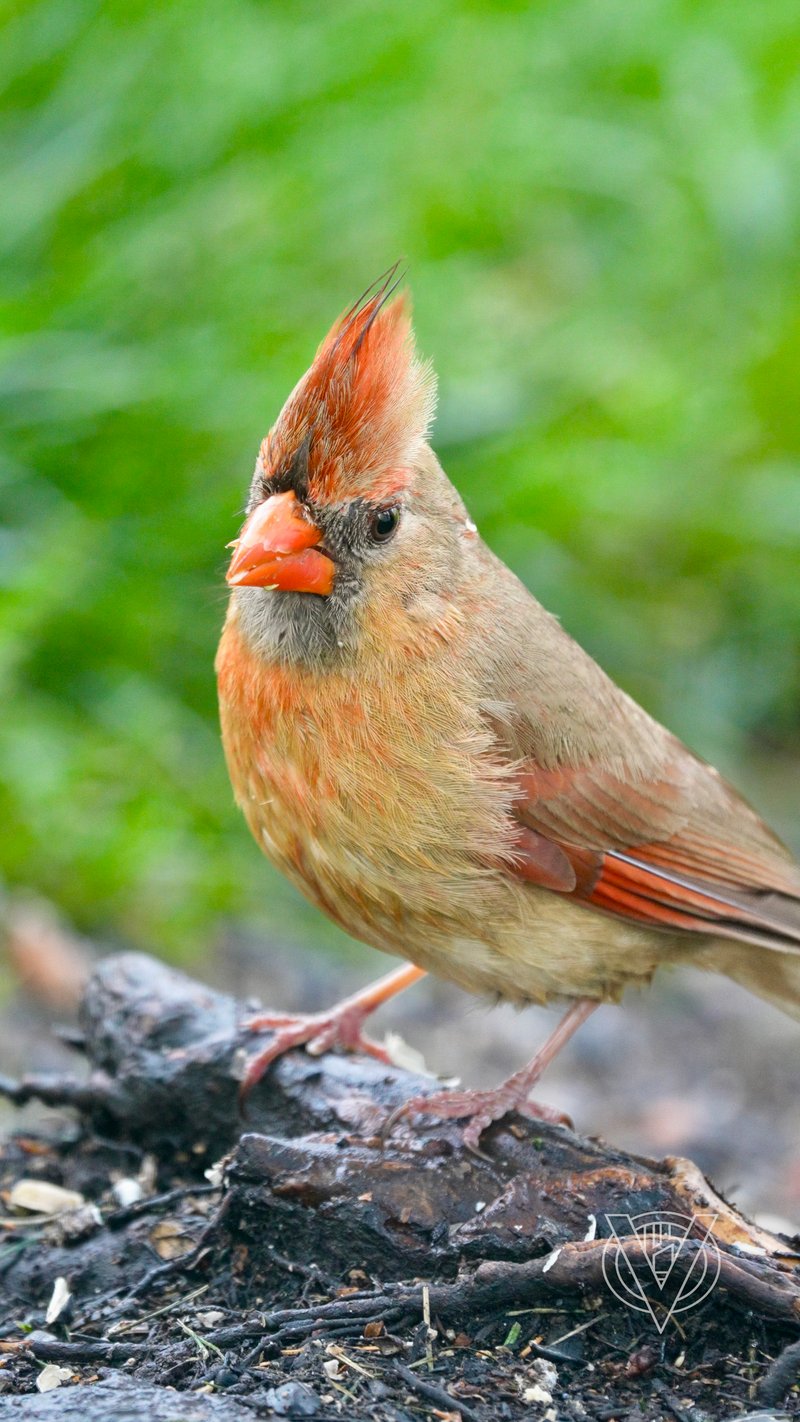 Chirp photo