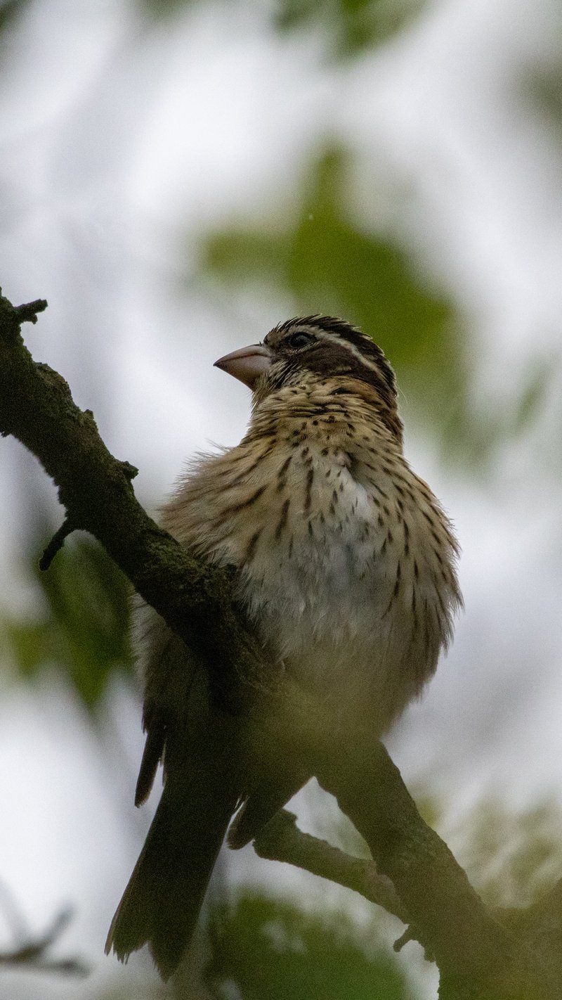 Chirp photo