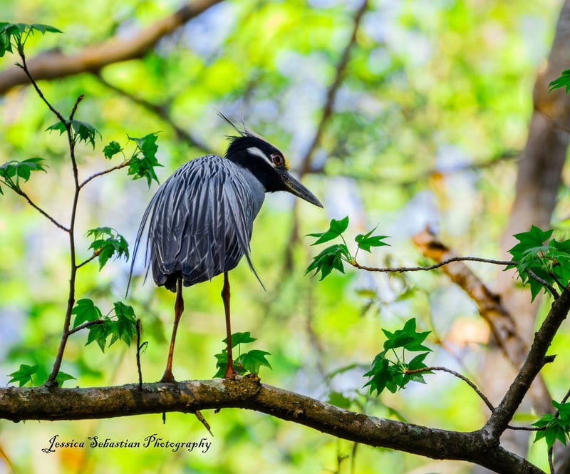Chirp photo