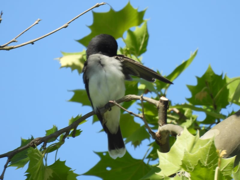 Chirp photo