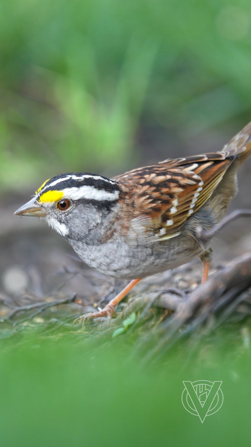 Chirp photo