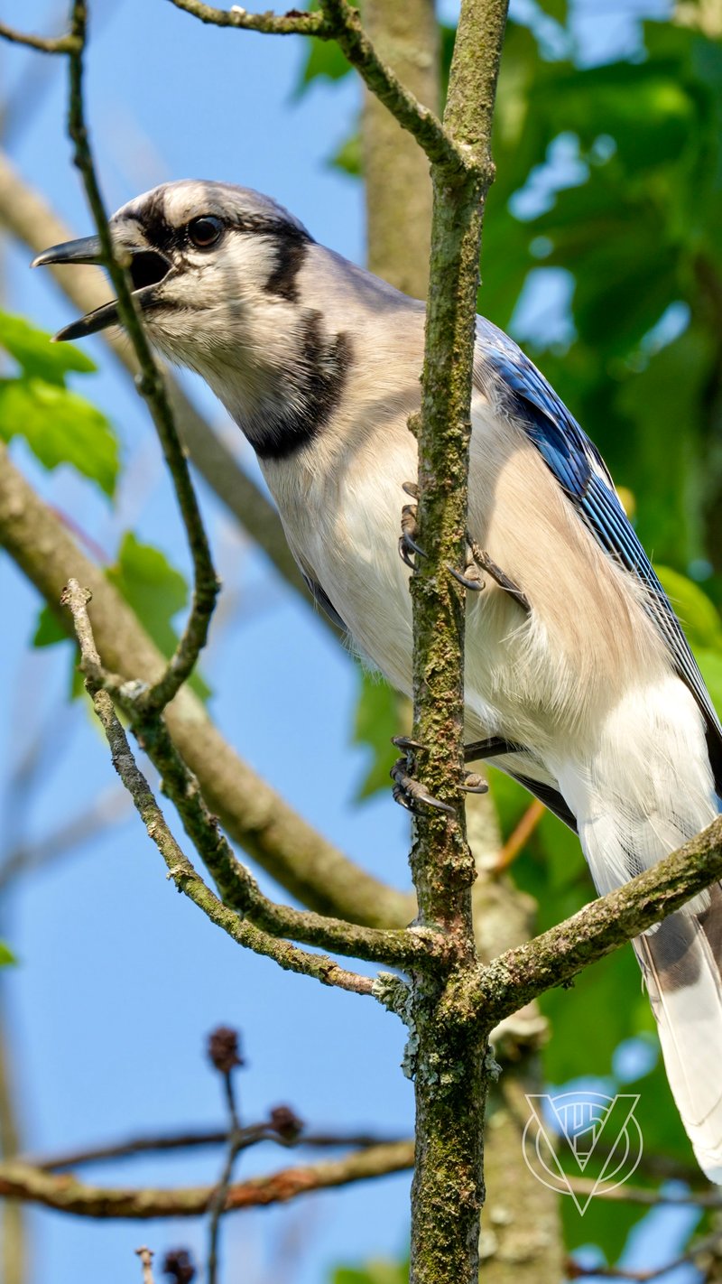 Chirp photo
