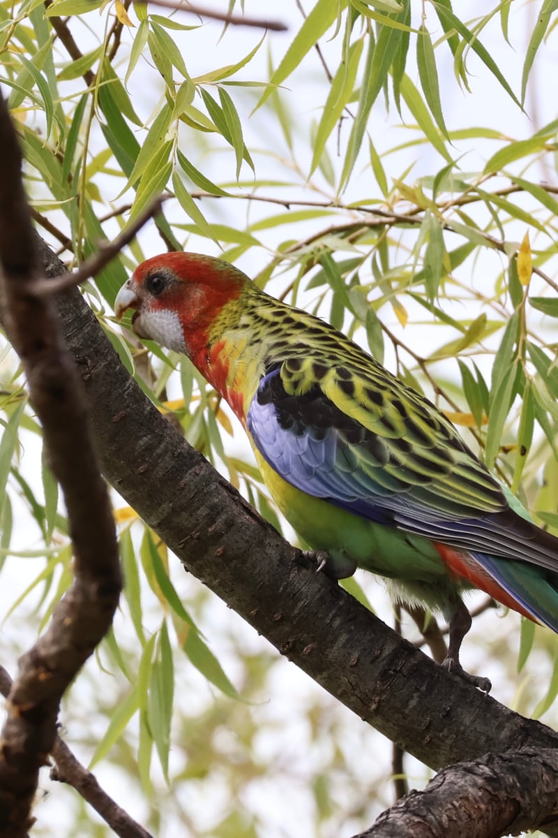 Chirp photo
