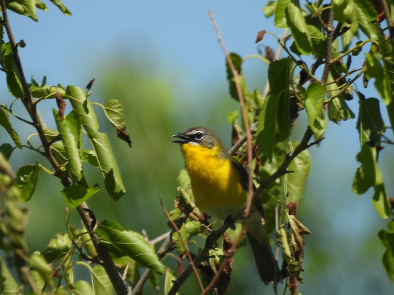 Chirp photo