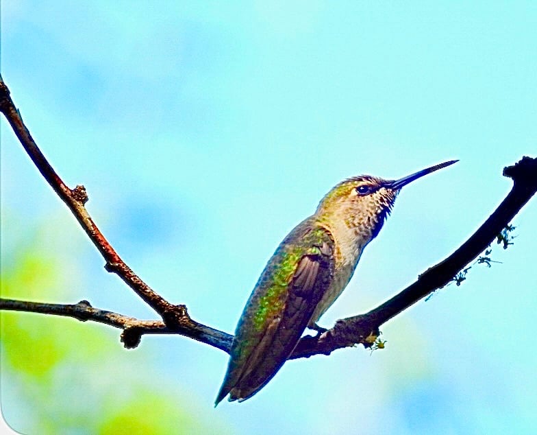 Chirp photo