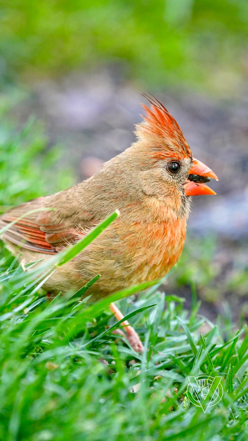 Chirp photo
