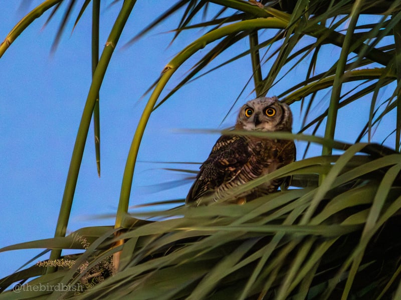 Chirp photo
