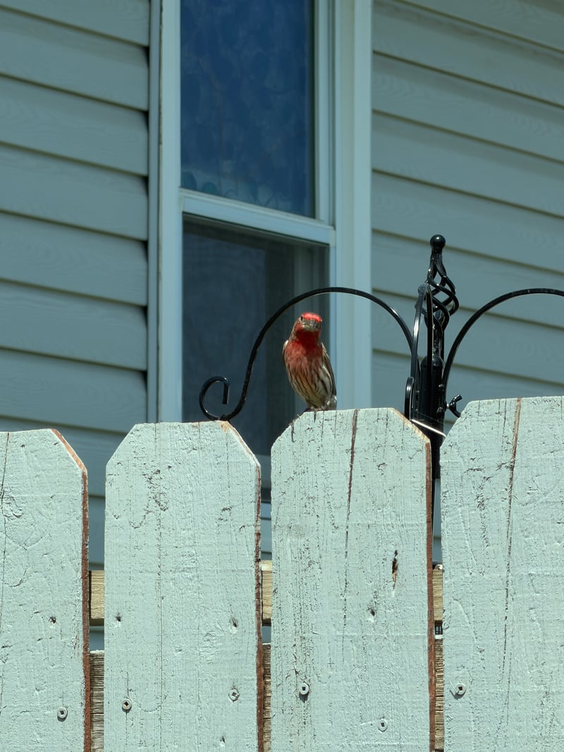 Chirp photo