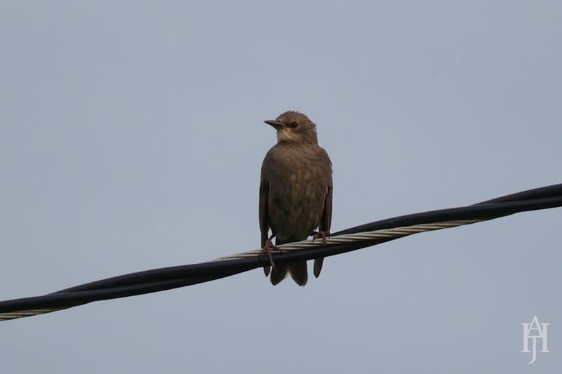 Chirp photo