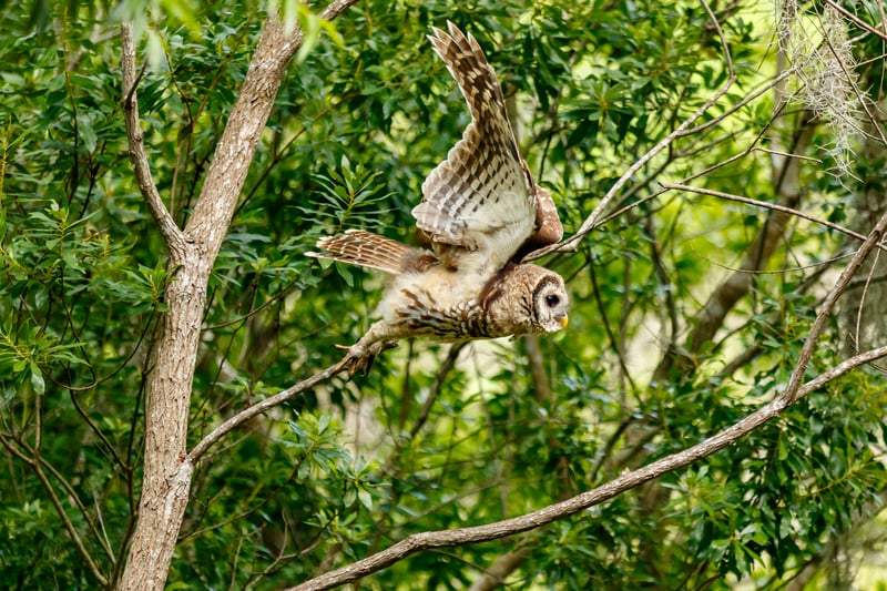 Chirp photo