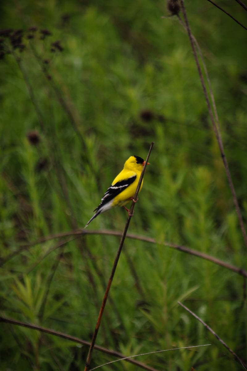 Chirp photo