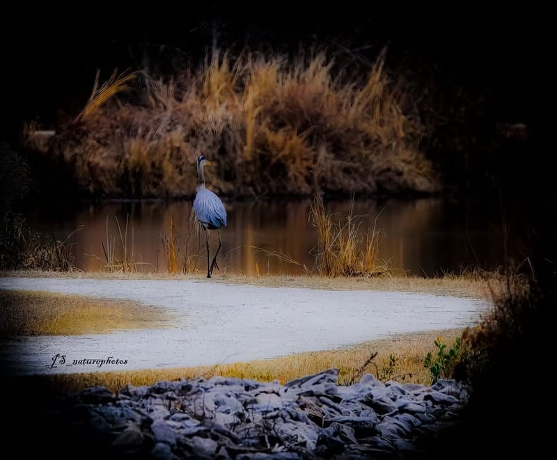 Chirp photo