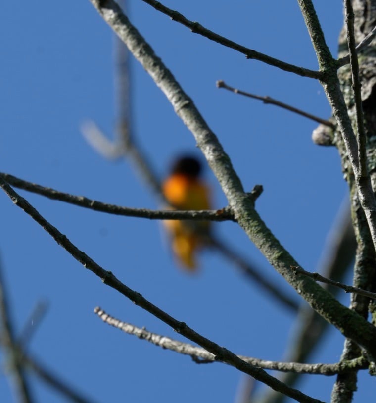 Chirp photo