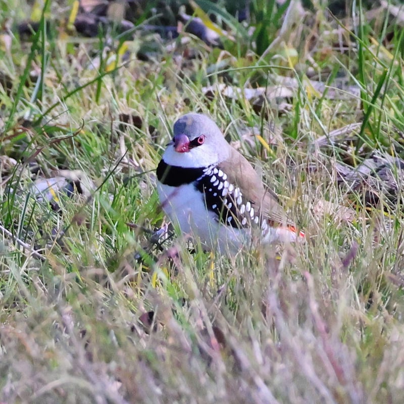 Chirp photo