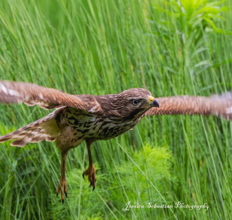 Chirp photo