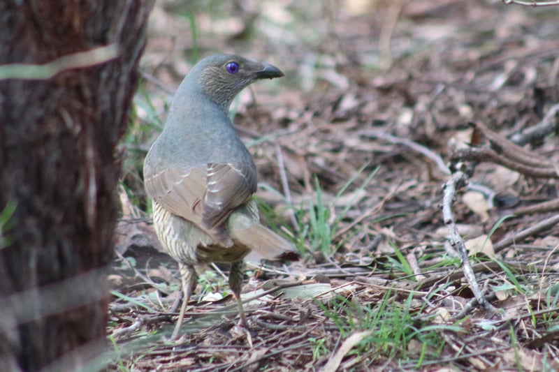 Chirp photo