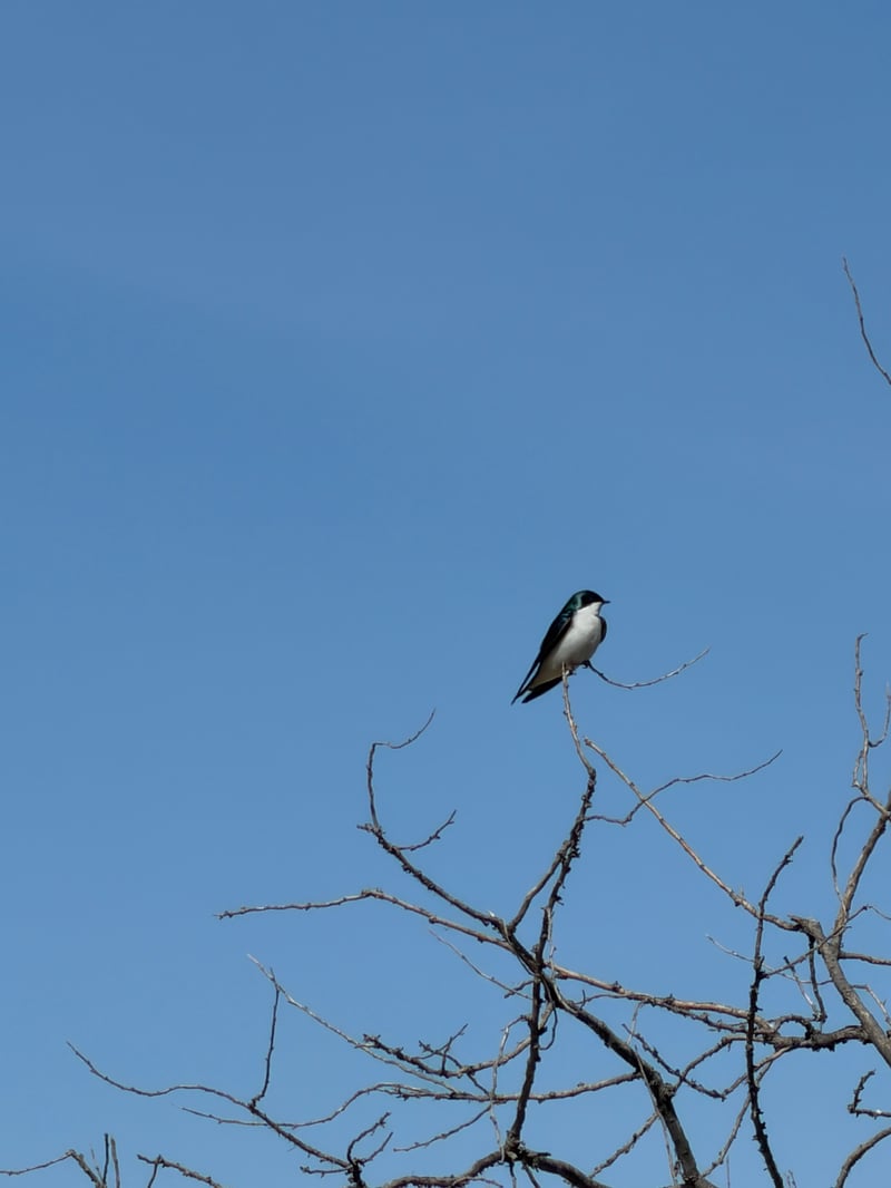 Chirp photo