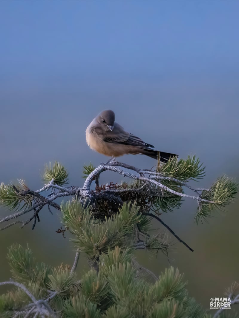 Chirp photo