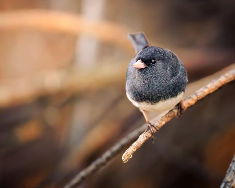 Chirp photo